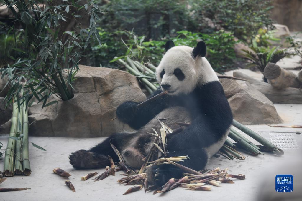 博狗买球